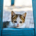 Kitten hidding behind a chair