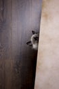 Kitten hidding