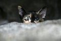 Kitten hidding behind stone wall