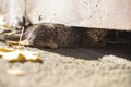 The kitten hides in the basement. A stray kitten on the street