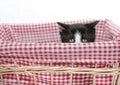 Kitten hiding