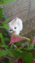 the kitten is hiding behind the flowers Royalty Free Stock Photo