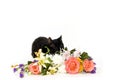 Kitten hiding behind flowers Royalty Free Stock Photo