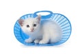 Kitten hiding in a blue plastic basket