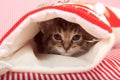 Kitten hiding in Christmas stocking Royalty Free Stock Photo