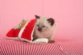 Kitten hiding in Christmas stocking Royalty Free Stock Photo