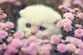 Kitten hiding in flowers Royalty Free Stock Photo