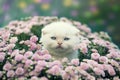Kitten hiding in flowers Royalty Free Stock Photo