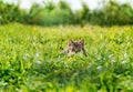 Kitten hiding among green grass Royalty Free Stock Photo