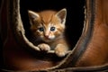 kitten hiding in a leather boot, with only tail visible