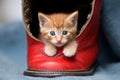 kitten hiding in a leather boot, with only tail visible