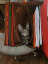 Kitten Hiding Royalty Free Stock Photo