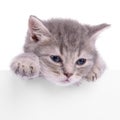 Kitten holding billboard Royalty Free Stock Photo