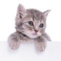Kitten holding billboard Royalty Free Stock Photo