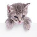 Kitten holding billboard Royalty Free Stock Photo