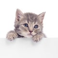 Kitten holding billboard Royalty Free Stock Photo