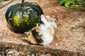 Kitten Holding Pumpkin With Front Paws