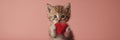 Kitten Holds Red Heart In Paws, Adorable Feline Captured With Symbol of Love