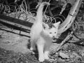 Kitten in industrial setting (black and white) Royalty Free Stock Photo
