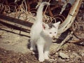 Kitten in industrial settting (color) Royalty Free Stock Photo