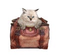 Kitten inside brown leather bag Royalty Free Stock Photo