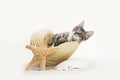 Kitten inside a conch shell, wearing pearl necklace, sand and starfish Royalty Free Stock Photo