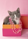 Gray and white kitten inside pink box pink background