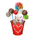 Kitten in red pail with sweets