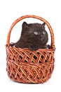 Kitten inside wooden basket