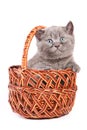 Kitten inside wooden basket