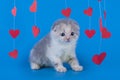 Kitten isolated on a blue background