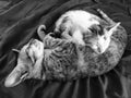 The kitten and its mother sleep on the mattress
