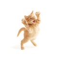 Kitten jumping Royalty Free Stock Photo
