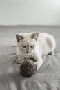 Kitten just arrived home playing with a stuffed ball