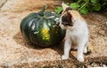 Kitten Beside Kalabasa Pumpkin