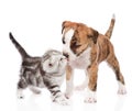 Kitten kissing puppy. on white background Royalty Free Stock Photo