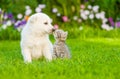 kitten kissing White Swiss Shepherd`s puppy on green grass Royalty Free Stock Photo