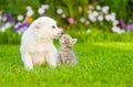 Kitten kissing White Swiss Shepherd`s puppy on green grass Royalty Free Stock Photo