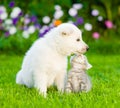 Kitten kissing White Swiss Shepherd`s puppyon green grass Royalty Free Stock Photo