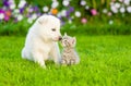 Kitten kissing White Swiss Shepherd`s puppyon green grass Royalty Free Stock Photo