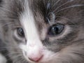 Kitten, kitten face close-up. Cute grey kitten with beautiful eyes and mustache. The head of a cat.