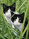 Mammal pet kitten grass cats feline fur domestic young animal cute green background nature Royalty Free Stock Photo