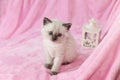 Kitten with Lantern on pink background