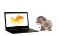 Kitten, laptop and goldfish Royalty Free Stock Photo