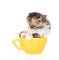 Kitten in large cup. isolated on white background Royalty Free Stock Photo