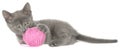 Kitten lay and plays with ball of yarn isolated Royalty Free Stock Photo
