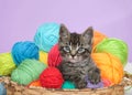 Kitten laying in a basket of yarn, pink background Royalty Free Stock Photo