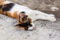 Kitten laying down on a floor. Royalty Free Stock Photo