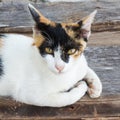 Kitten laying down on a floor. Royalty Free Stock Photo