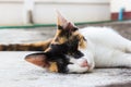 Kitten laying down on a floor.